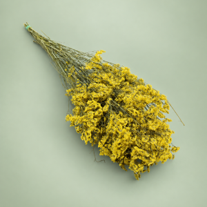 Limonium amarillo preservado