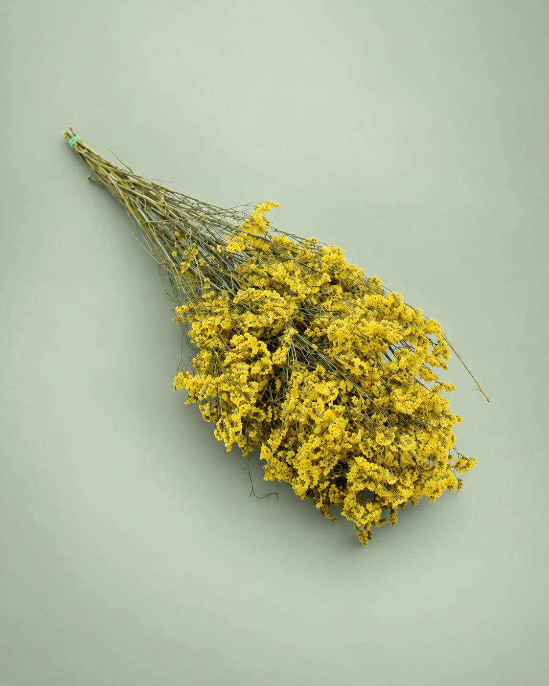 Limonium amarillo preservado