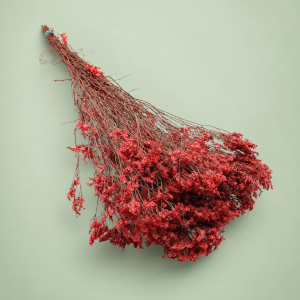 Limonium rojo preservado