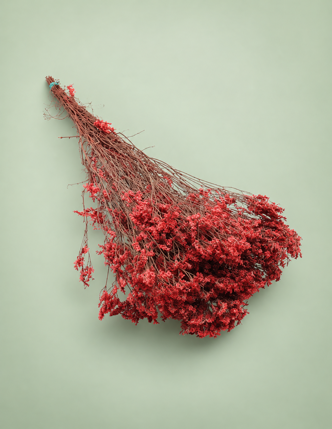 Limonium rojo preservado
