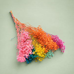 Paniculata preservada de colores – Paquete